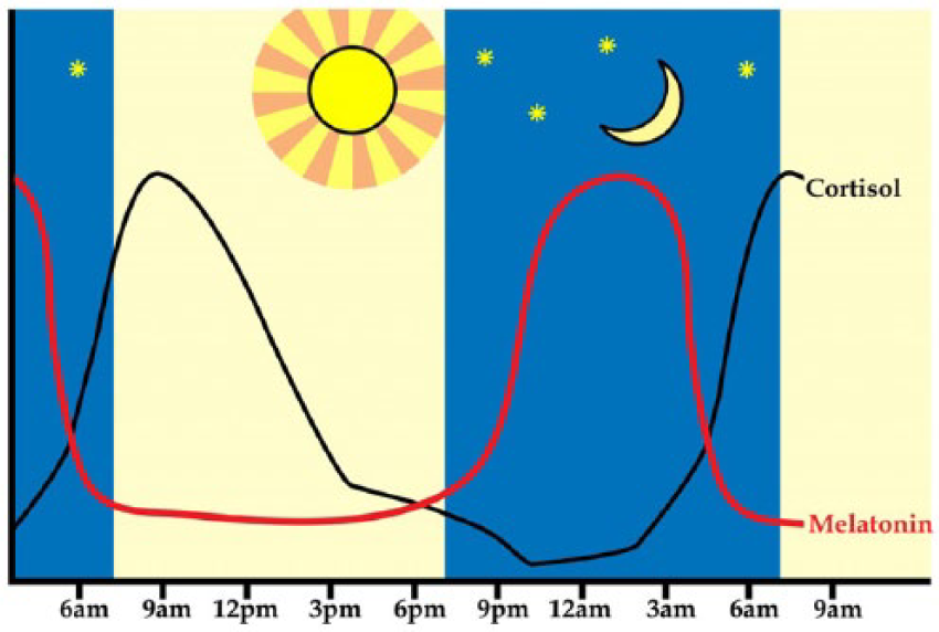 The Circadian Driven Hormones Cortisol And Melatonin Occur Out Of Phase Cortisol Peaks