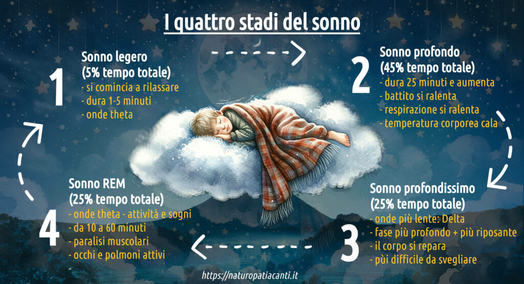 I Quattro Stadi Del Sonno Naturpatiacanti 1