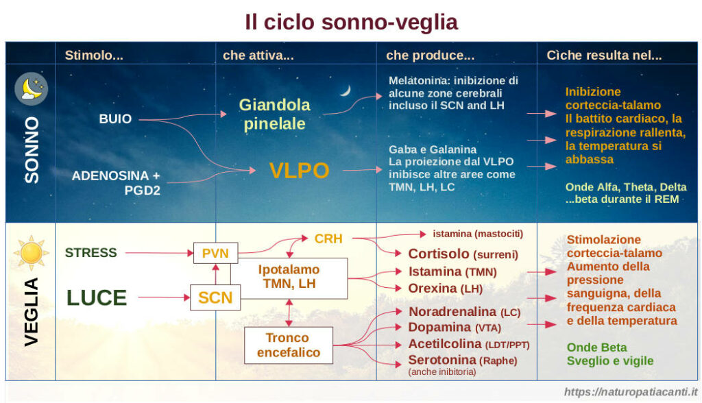 Il Ciclo Sonno Veglia